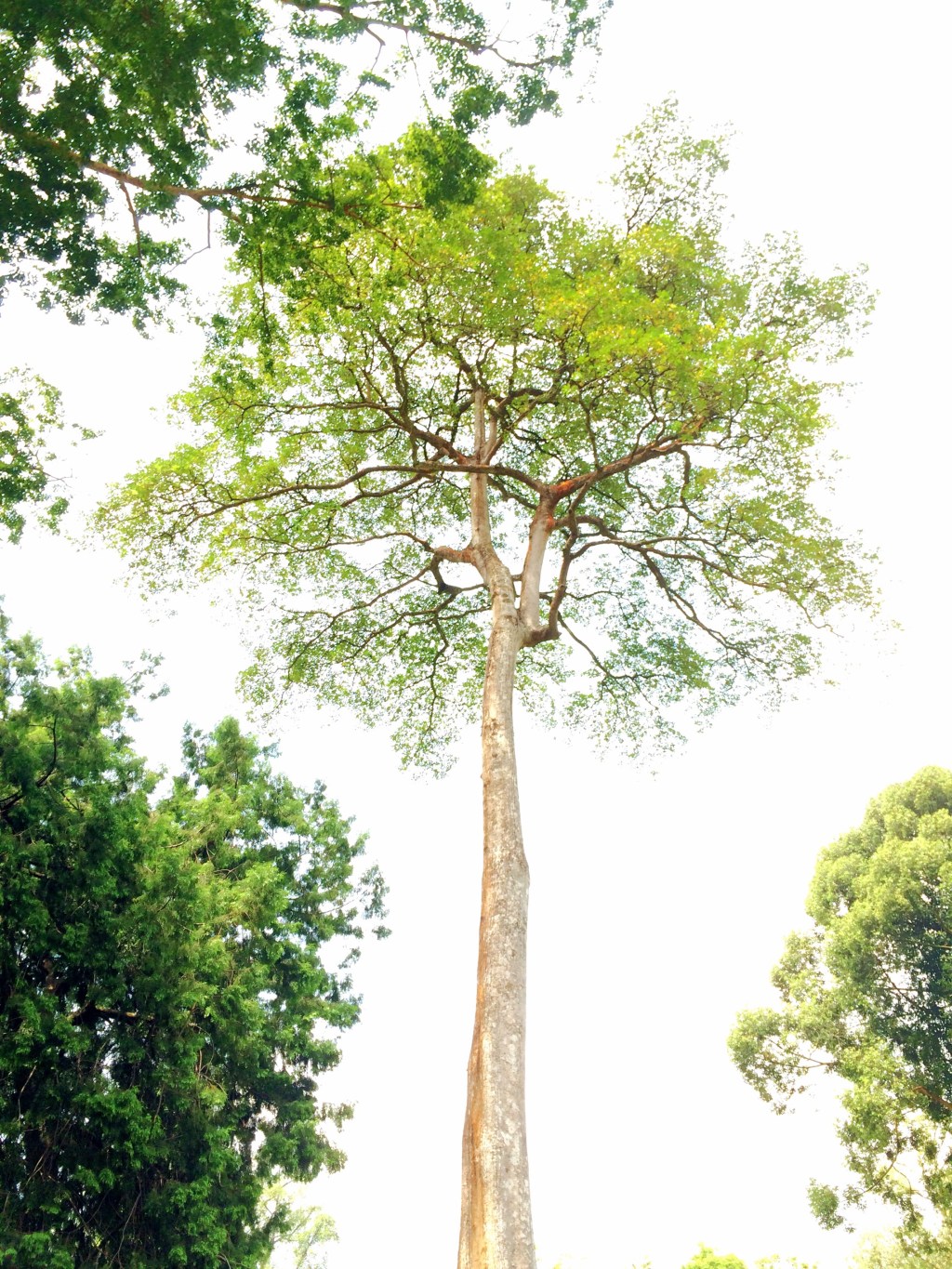 Growing Like Branches On A&nbsp;Tree