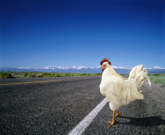 Why Did The Chicken Cross The&nbsp;Road?