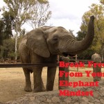 Elephant-Mindset-150x150